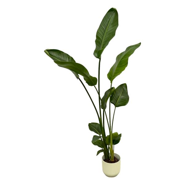 Tall potted plant with glossy elongated green leaves in a light beige pot on a white background