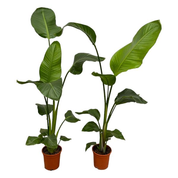Two potted tropical houseplants with large green leaves in terracotta pots against a white background.