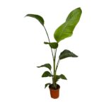 Tall potted plant with large green leaves in a terracotta pot in a white background setting.