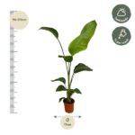 Tall potted plant around 90–110 cm tall with a 17 cm pot; height scale on the left and care icons indicate half shade and weekly watering.