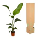Tall leafy houseplant in a pot beside a plant-packaging box with green sprout icons.