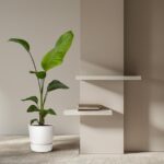 Minimalist living corner with a tall potted plant on the left and two white floating shelves with a few books on a beige wall.