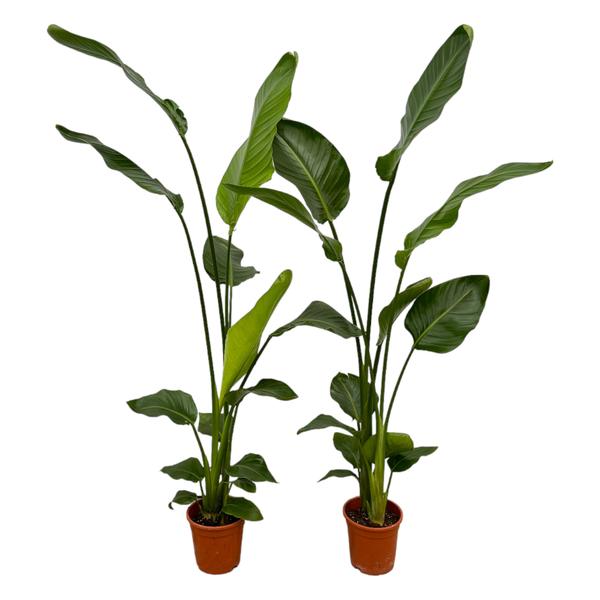 Two potted peace lily plants with tall stems and broad dark-green leaves in brown pots.