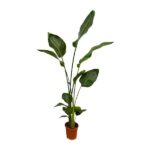 Tall houseplant with large green leaves in a small terracotta pot.