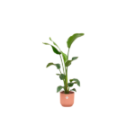 Tall green houseplant with large leaves in a pink ceramic pot against a white background