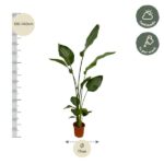 Tall houseplant in a terracotta pot, expected height 120–140 cm with a 17 cm pot; prefers half shade and weekly watering.