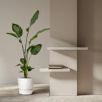 Tall potted plant beside beige wall with two white floating shelves and a small stack of books on the shelves.