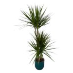 Yucca plant with two trunks and long pointed green leaves in a teal pot.