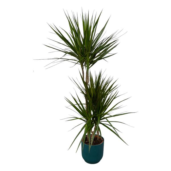 Yucca plant with two trunks and long pointed green leaves in a teal pot.