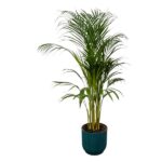 Green palm plant in a ribbed dark teal pot on a white background.