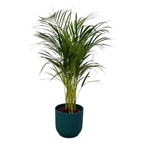 Parlor palm (potted indoor palm) with long slender fronds in a teal ribbed pot.