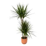 Yucca plant with two branched trunks and long sword-shaped leaves in a terracotta pot.