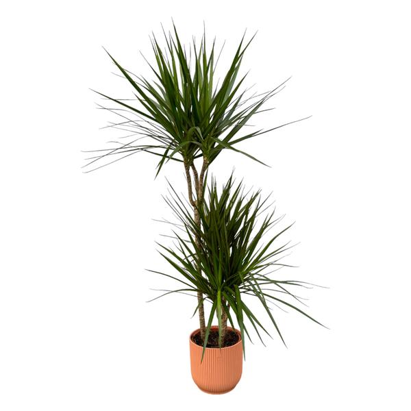 Yucca plant with two branched trunks and long sword-shaped leaves in a terracotta pot.