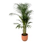 Tall potted palm with feathery fronds in a terracotta pot, white background.