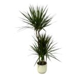 Tall potted yucca/dracaena plant with spiky green leaves in a beige ribbed pot