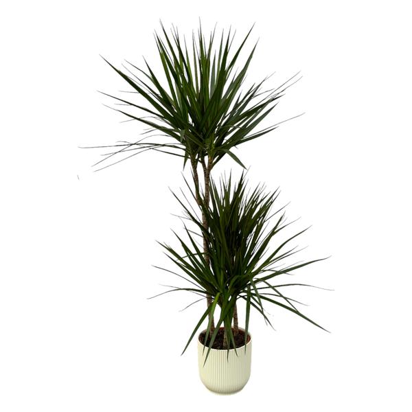 Tall potted yucca/dracaena plant with spiky green leaves in a beige ribbed pot