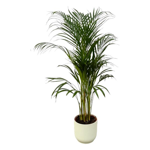 Tall potted palm plant with slender green fronds in a ribbed beige pot.