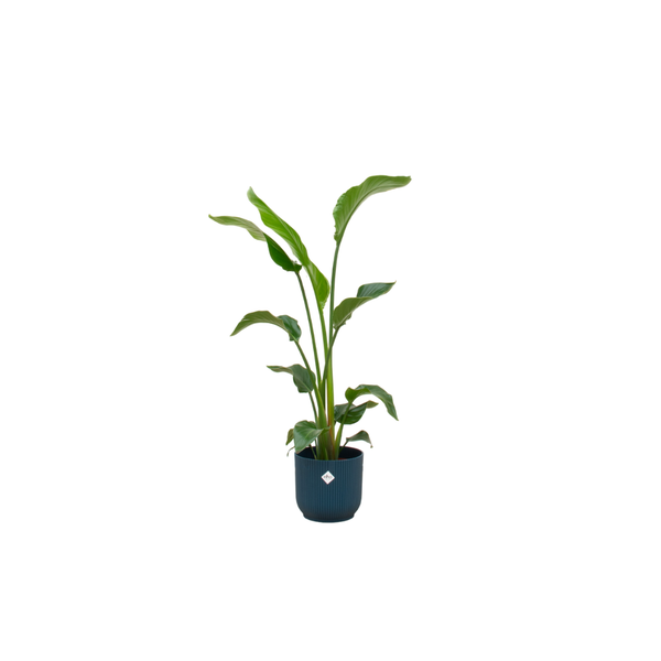 Tall leafy houseplant in a dark blue textured pot on a white background