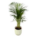 Parlor palm (potted palm) in a white ribbed planter against a white background, indoor plant for decor.