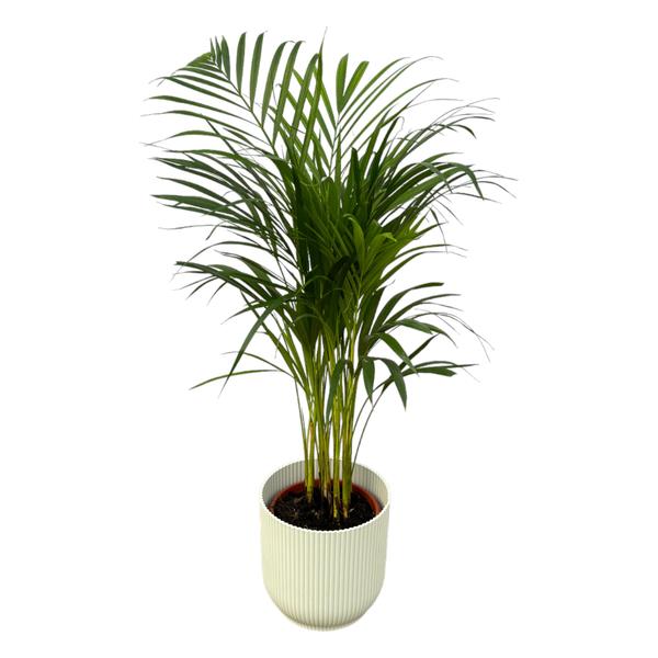 Parlor palm (potted palm) in a white ribbed planter against a white background, indoor plant for decor.