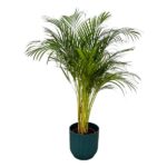 Indoor potted palm plant with multiple slender trunks and feathery green fronds in a teal ribbed pot.