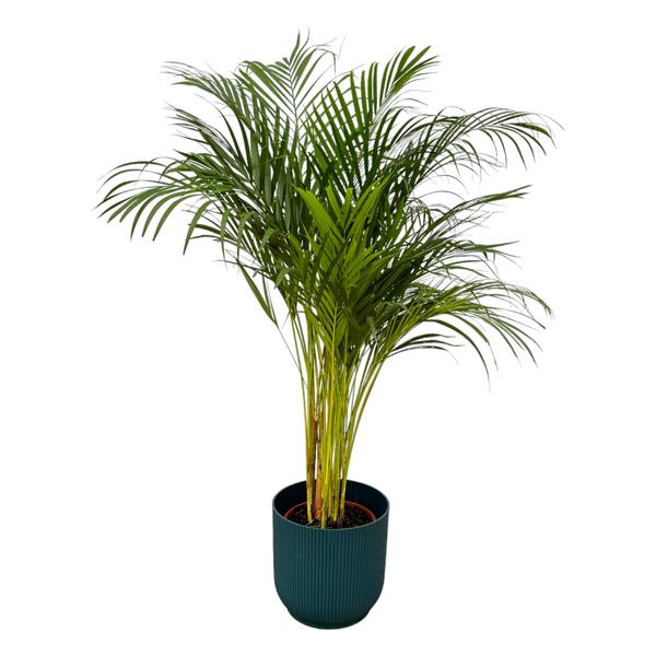 Indoor potted palm plant with multiple slender trunks and feathery green fronds in a teal ribbed pot.