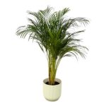 Indoor palm plant in a light beige ribbed pot with tall, arching green fronds