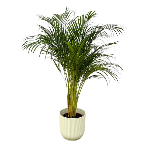 Indoor palm plant in a light beige ribbed pot with tall, arching green fronds
