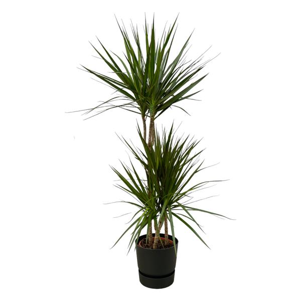 Tall yucca plant in a black pot with two trunks and spiky green leaves against a white background.