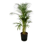Tall palm plant in a black pot with feathery green fronds, suitable for indoors.