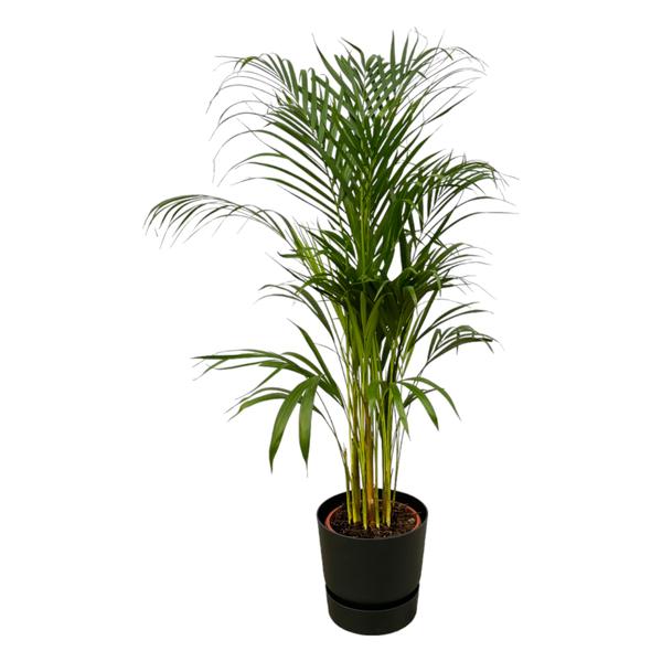 Tall palm plant in a black pot with feathery green fronds, suitable for indoors.