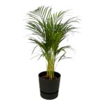 Tall potted palm plant with slender green fronds in a dark pot on a white background.