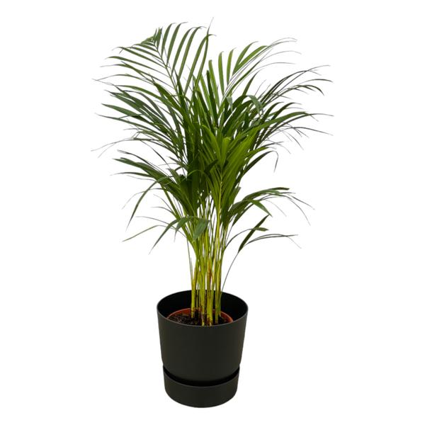 Tall potted palm plant with slender green fronds in a dark pot on a white background.