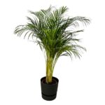 Indoor potted palm plant with multiple slender stems in a black pot on a white background with green fronds.