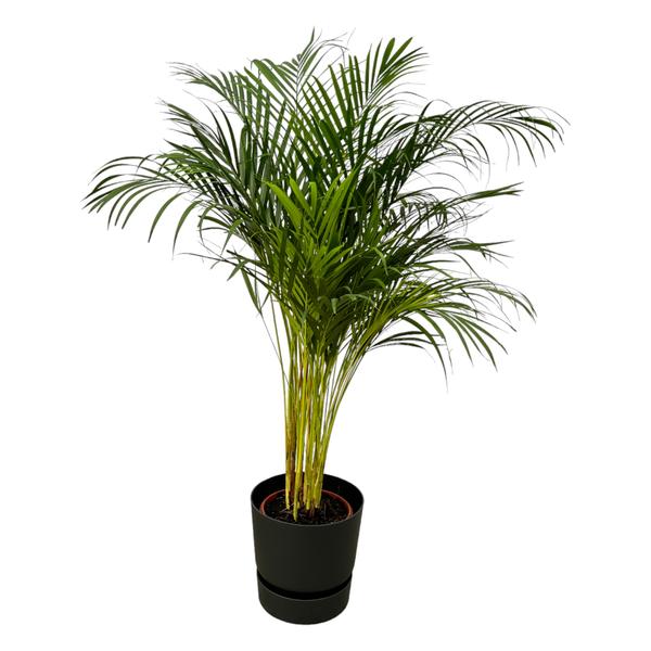 Indoor potted palm plant with multiple slender stems in a black pot on a white background with green fronds.