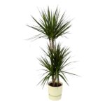 Tall potted dracaena plant with two woody stems and long, sword-like green leaves in a beige pot.
