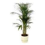 Tall potted palm with slender yellow-green stems and feathery green fronds in a cream pot.