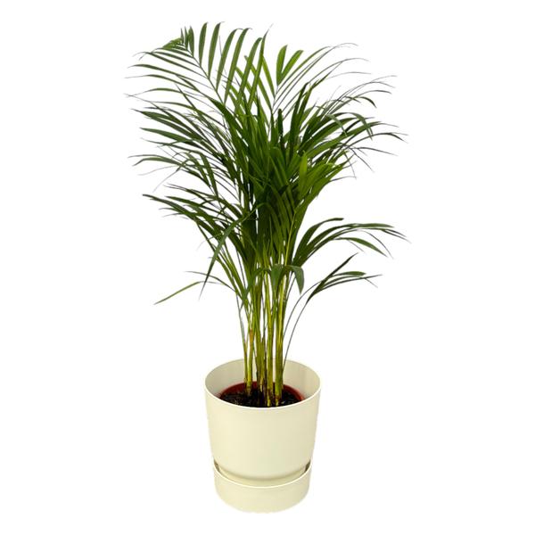 Indoor potted palm plant in a white ceramic pot with a matching saucer