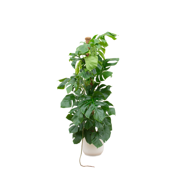 Tall monstera houseplant with split glossy green leaves in a white ribbed pot.