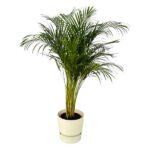 Indoor potted palm with slender stems and feathery fronds in a cream pot on a white background.