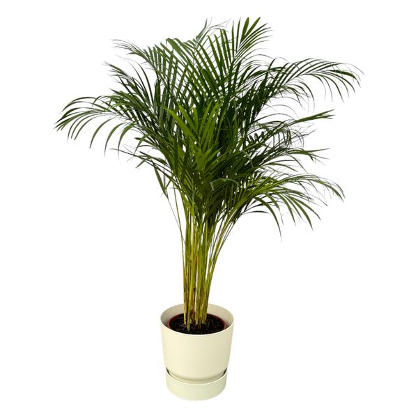 Indoor potted palm with slender stems and feathery fronds in a cream pot on a white background.