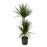 Two-trunk yucca/dragon tree houseplant with tall spiky green leaves in a green pot.