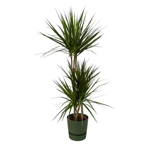 Two-trunk yucca/dragon tree houseplant with tall spiky green leaves in a green pot.