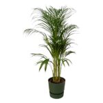 Tall indoor palm in a green pot with feathery fronds choreographing upward growth.
