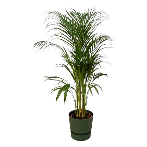 Tall indoor palm in a green pot with feathery fronds choreographing upward growth.