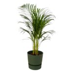Tall potted palm houseplant with slender arching fronds in a dark green pot on a white background.