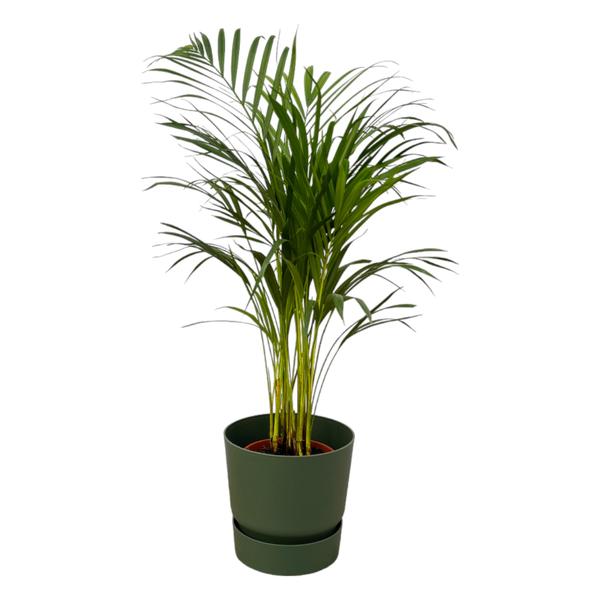 Tall potted palm houseplant with slender arching fronds in a dark green pot on a white background.