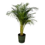 Indoor potted palm plant with slender trunks and feathery green fronds in a dark green pot.