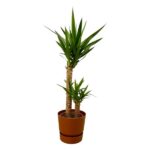 Yucca plant with two trunks and long, pointed green leaves in a brown pot.