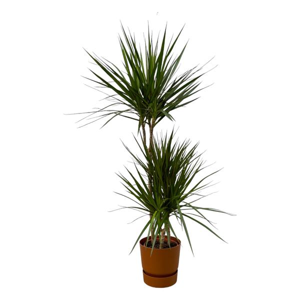 Dracaena/yucca plant with two spiky green leaf clusters in a brown pot (indoor houseplant).
